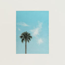 palm tree in pastel blue cloudy sky.