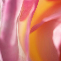 close-up abstract curved lines, shades of pink and orange.