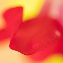 close-up of curved red feature on blurred yellow background.