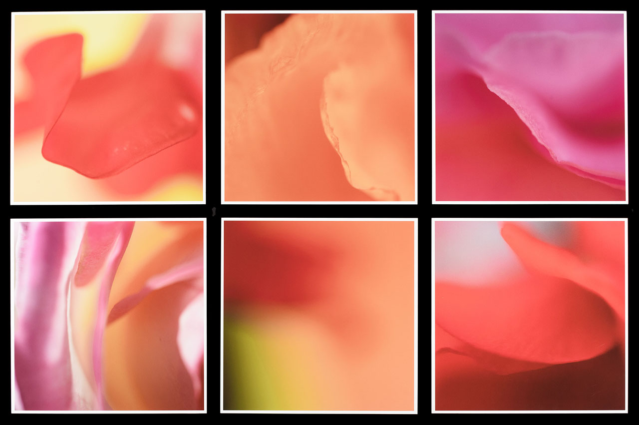 six square close-ups, curved lines in shades of pink, orange and yellow, surrounded by black borders.
