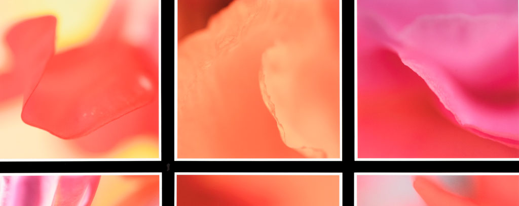 six square close-ups, curved lines in shades of pink, orange and yellow, surrounded by black borders.