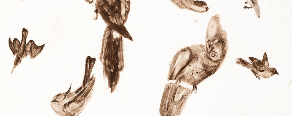 collection of sepia mono prints of birds and flora and portraits in various shapes and sizes