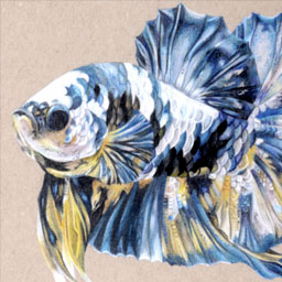Drawing of brightly coloured blue, yellow and white betta fish
