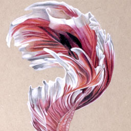 Drawing of brightly coloured pink, red and white betta fish tail
