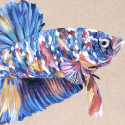 Drawing of brightly blue, red and orange betta fish