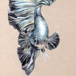 Drawing of brightly coloured blue, yellow and white betta fish