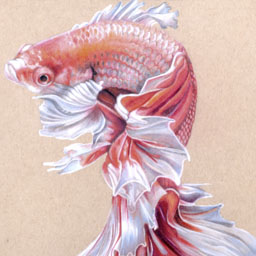 Drawing of brightly coloured red, pink, orange and white betta fish
