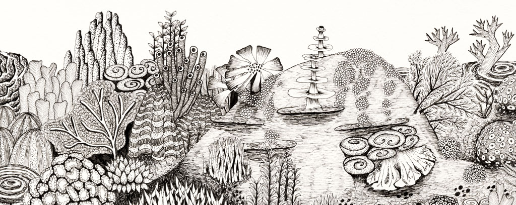 Nine drawings of marine life in black and white